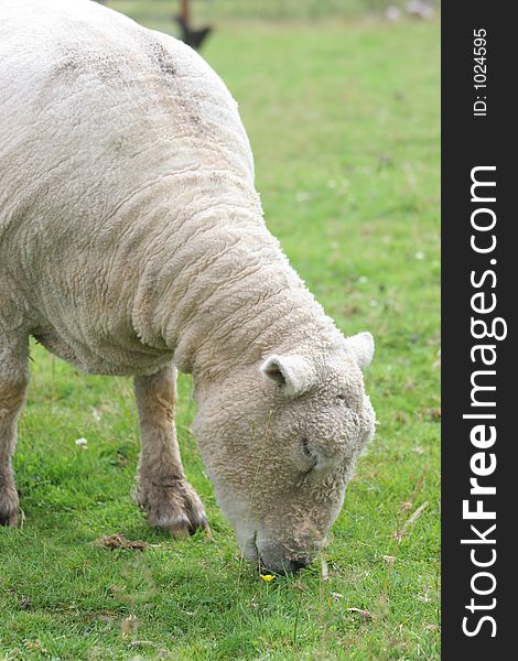 Sheep Eating grass