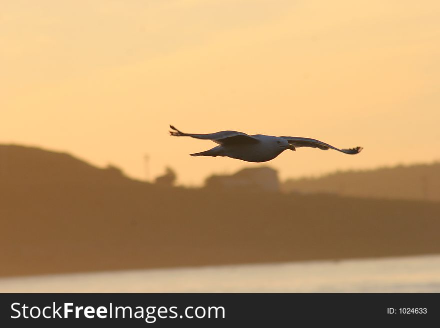 Seagull Soaring in the Sunset. Seagull Soaring in the Sunset