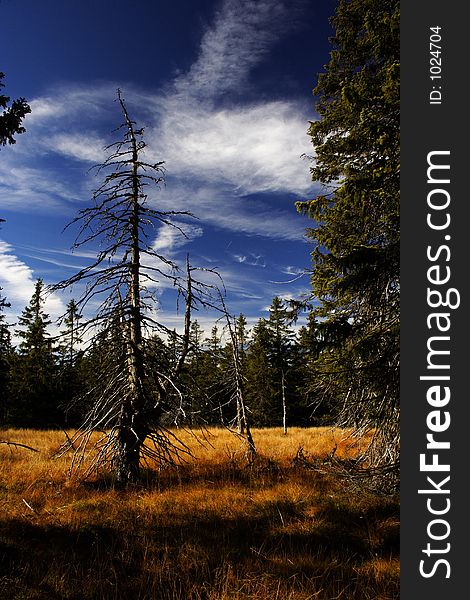 Peat-bog In Giant Mountains