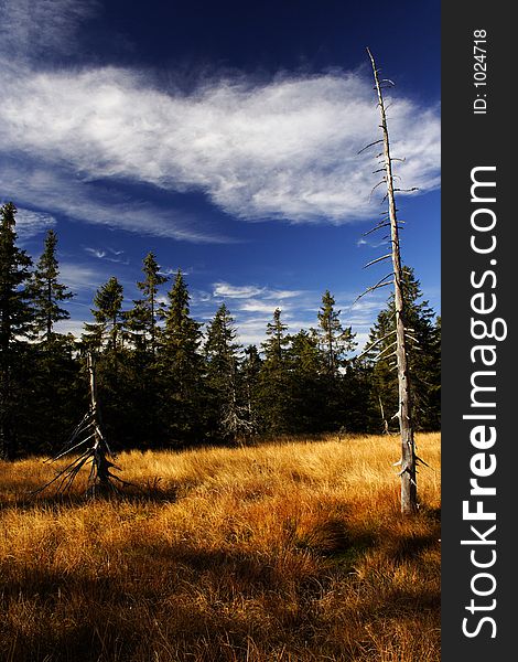 Peat-bog in Giant mountains (Černohorské rašeliniště)