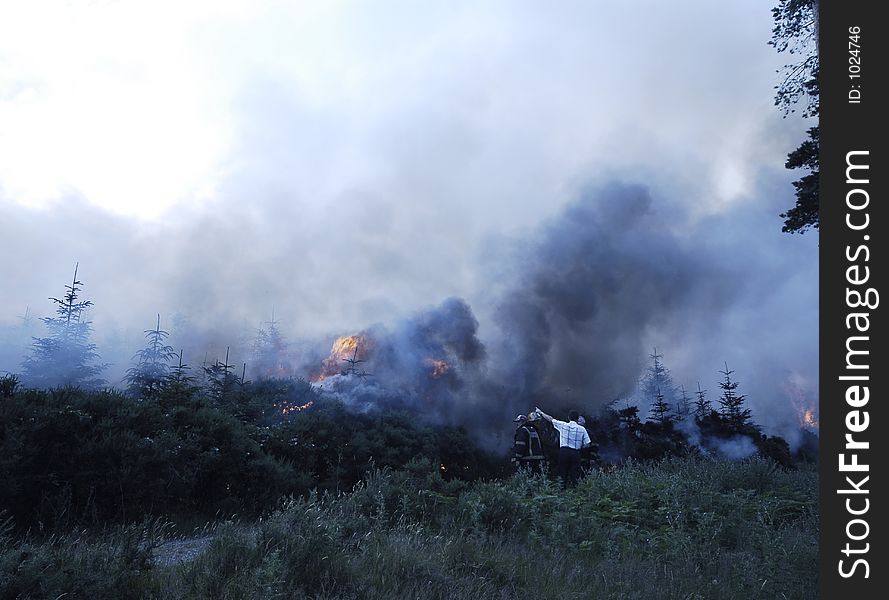 Wild Forest fire in coniferous forest plantation