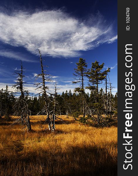 Peat-bog In Giant Mountains