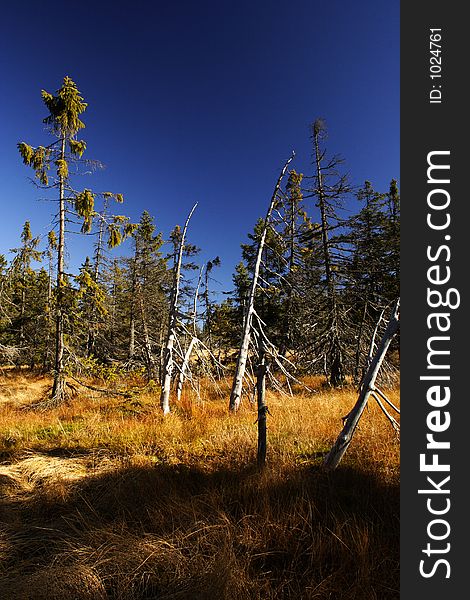 Peat-bog In Giant Mountains