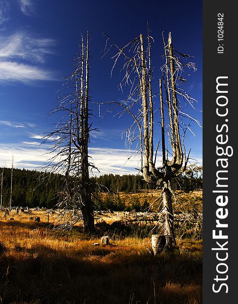 Peat-bog In Giant Mountains