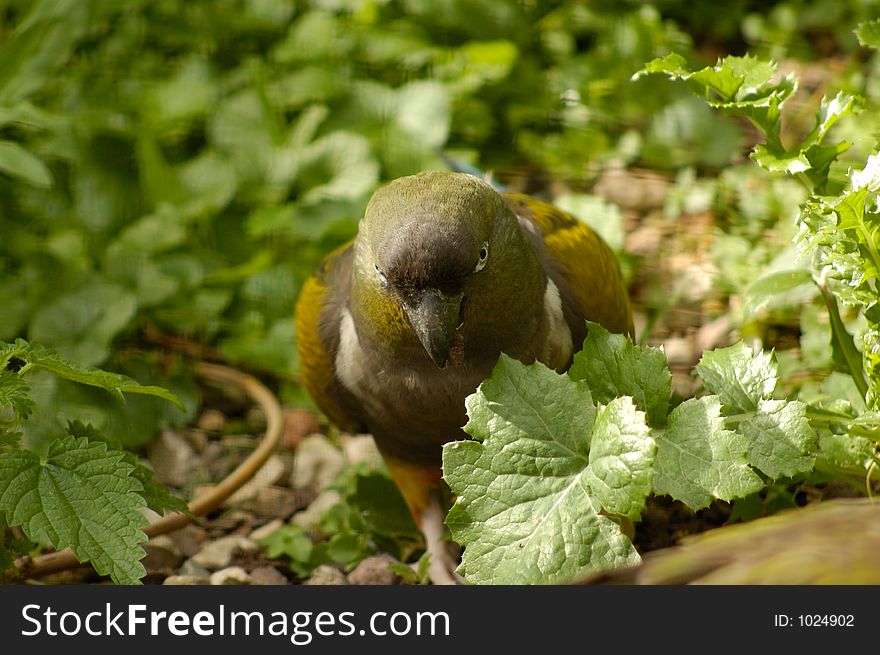 Green Parrot of New Zealand, Kea