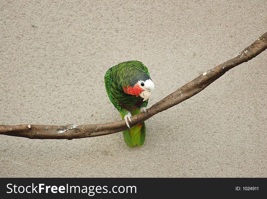 Cuban parrot on the tree