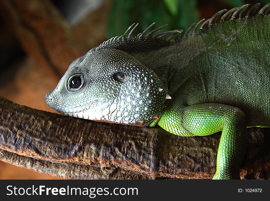 Closeup shoot of iguana