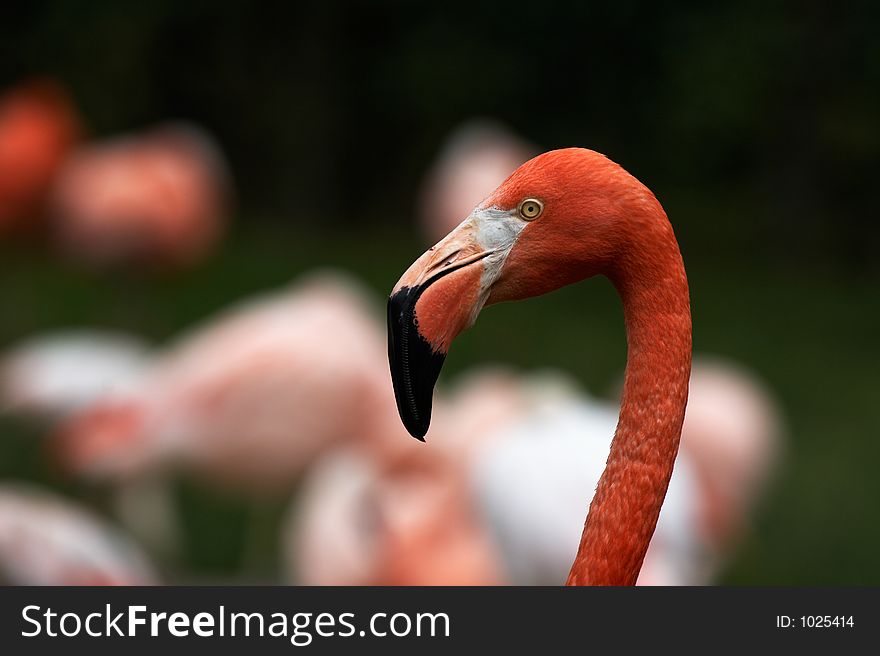 Flamingo spirit, cuban flamingo - detail