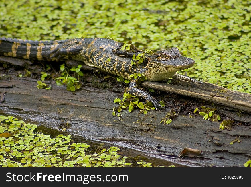 Baby alligator on a log. Baby alligator on a log