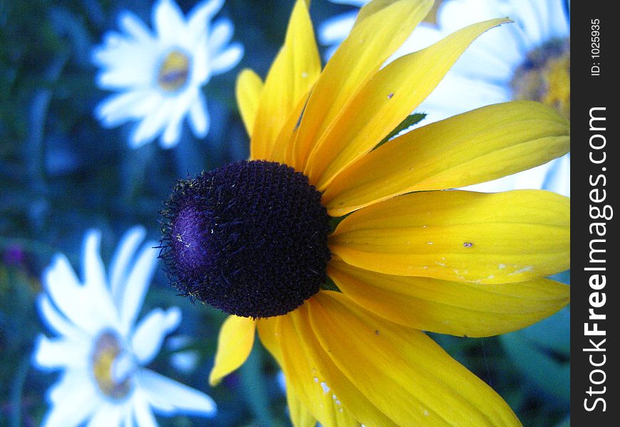 A macro shot of a daisy. A macro shot of a daisy.