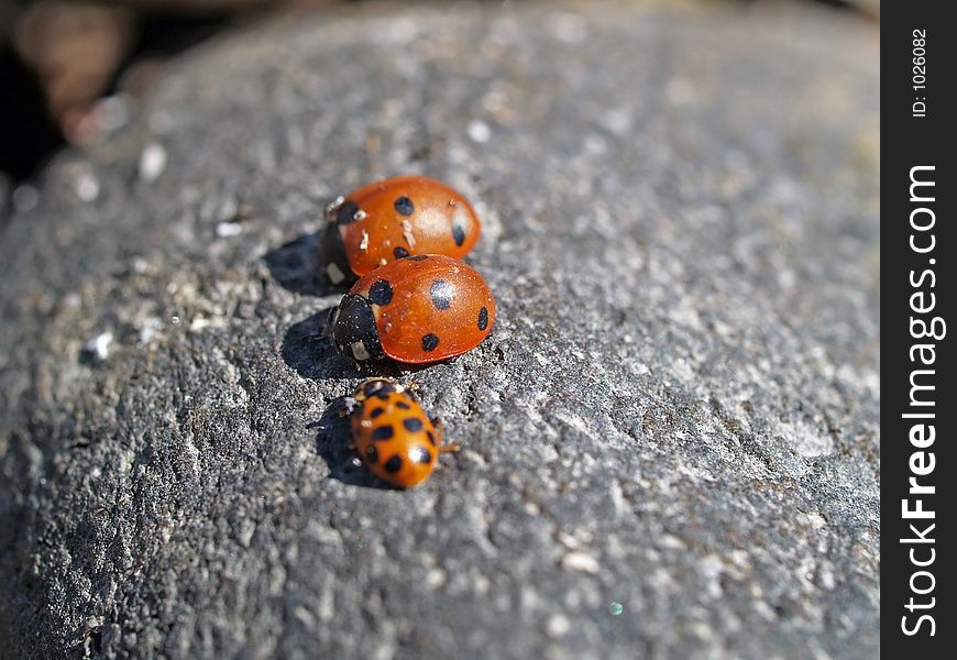 Race of ladybirds, close-up