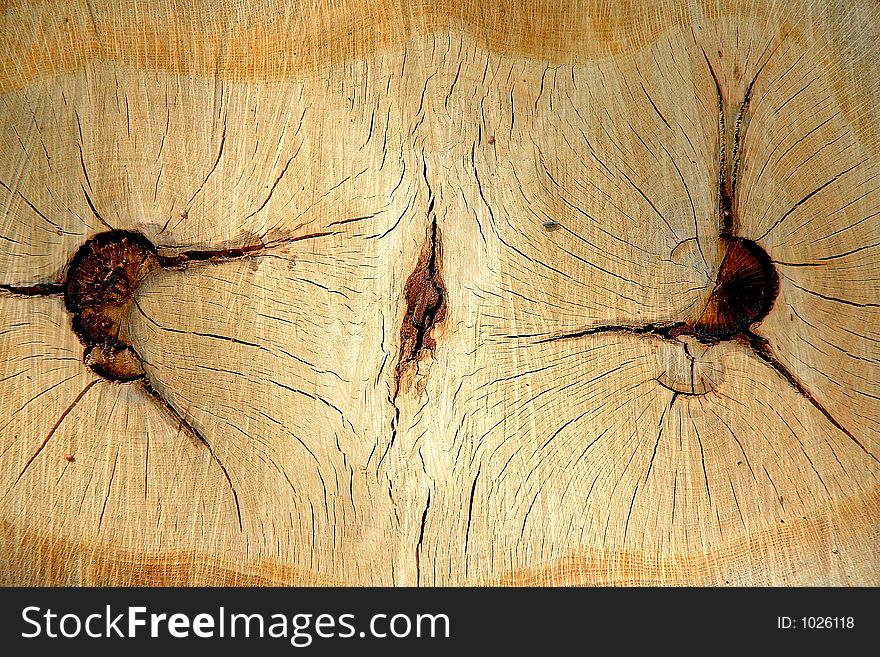 Cross section of twin tree stump. Cross section of twin tree stump