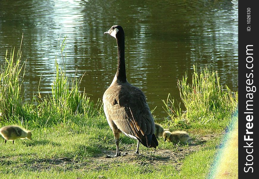 Canadian Goose