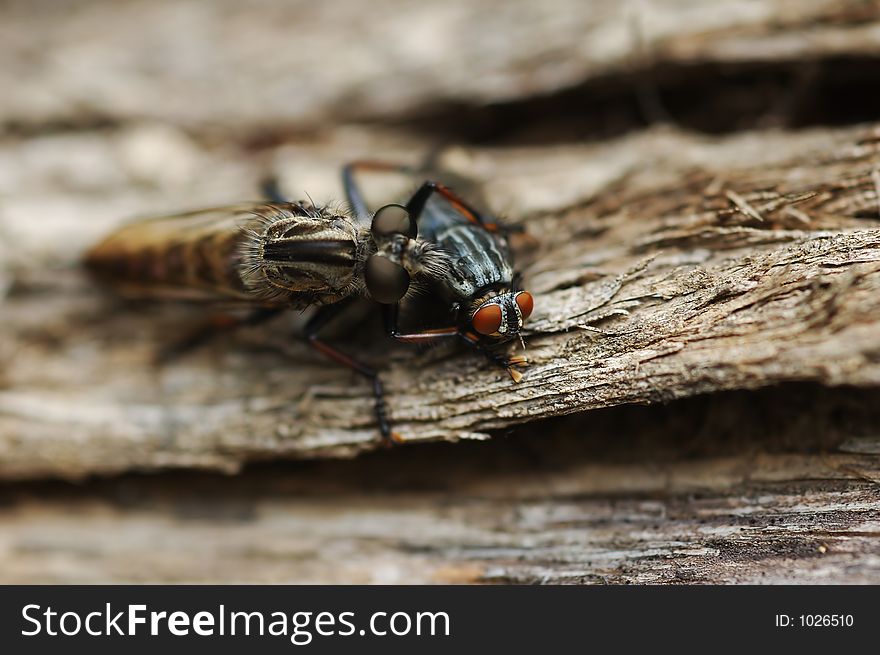 Two fly type insects on a log- one devouring the other. Two fly type insects on a log- one devouring the other.