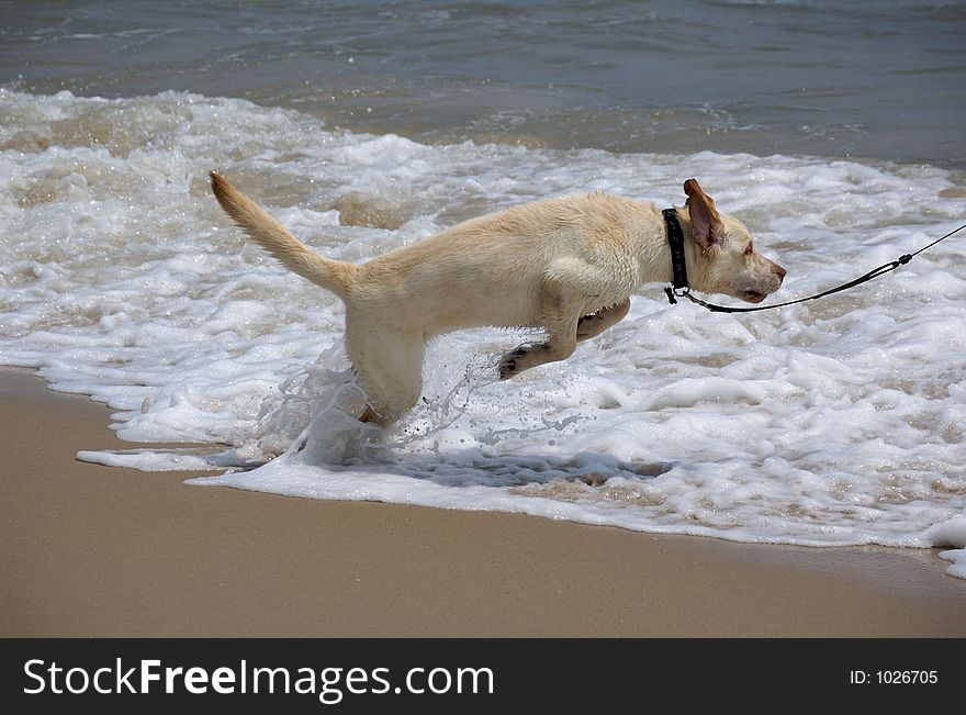 Dog running into surf. Dog running into surf