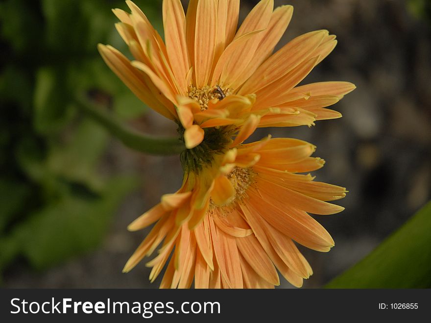 Gerber daisy with two blooms off one stem. Gerber daisy with two blooms off one stem