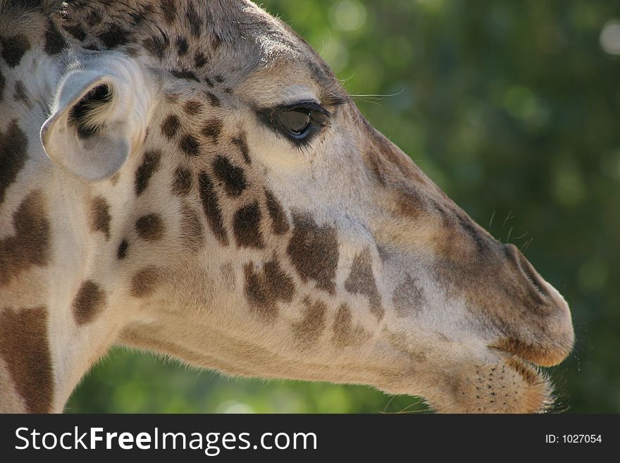 Close-up of a giraffe's head, profile