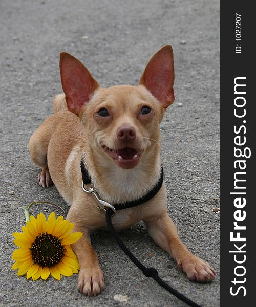 Chihuahua with flower and side grin. Chihuahua with flower and side grin