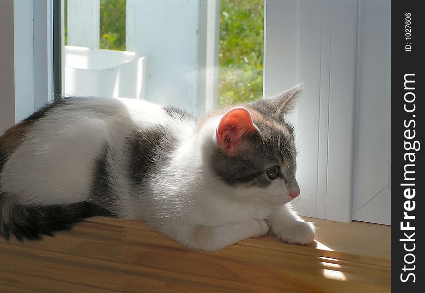 Cat enjoys the sun in the window. Cat enjoys the sun in the window