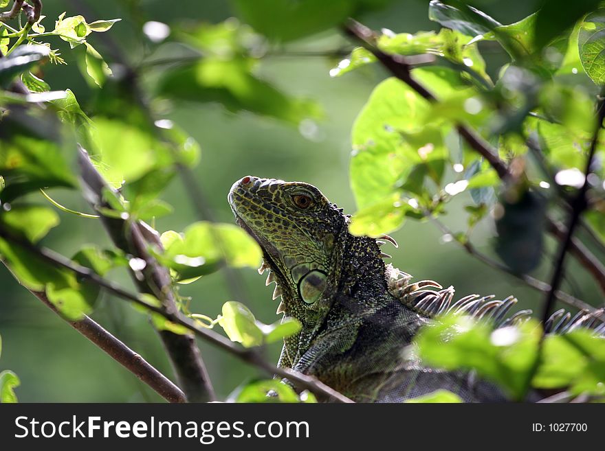 Green iguana