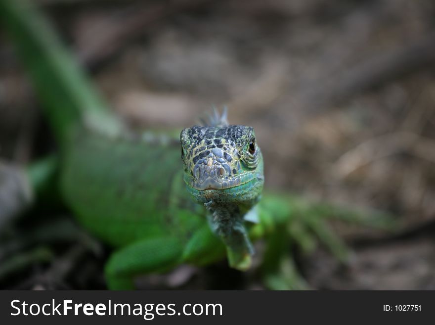 Green iguana