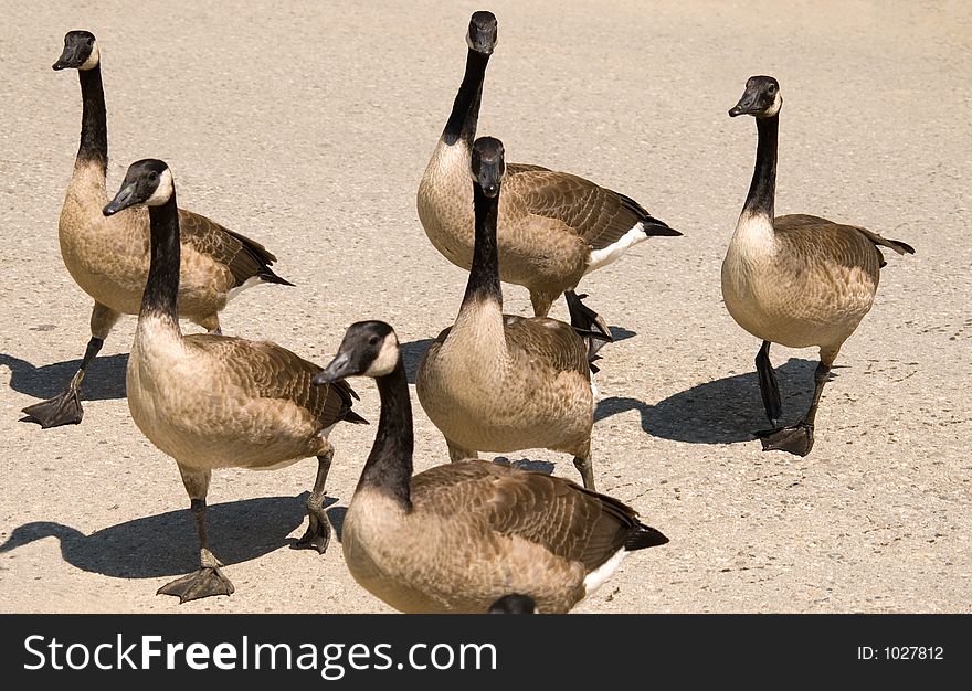 Flock of Canada Geese crossing the road.