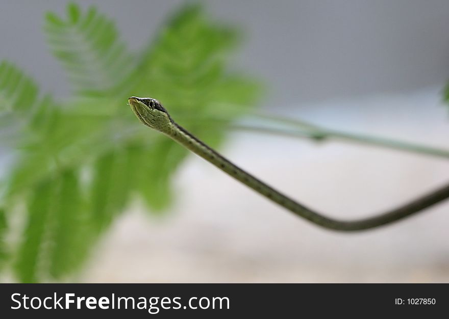 Long snake