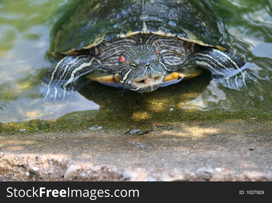 Turtle turtle