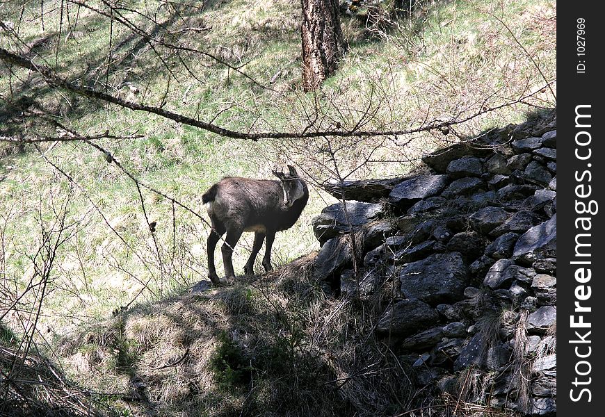 Animal standing on a hill. Animal standing on a hill.