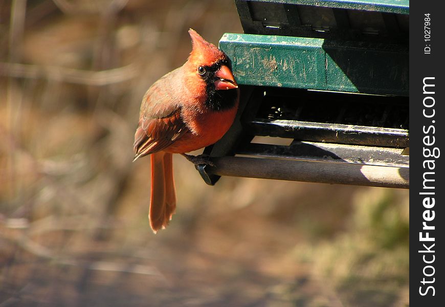 Male Cardinal sitting on a bird house