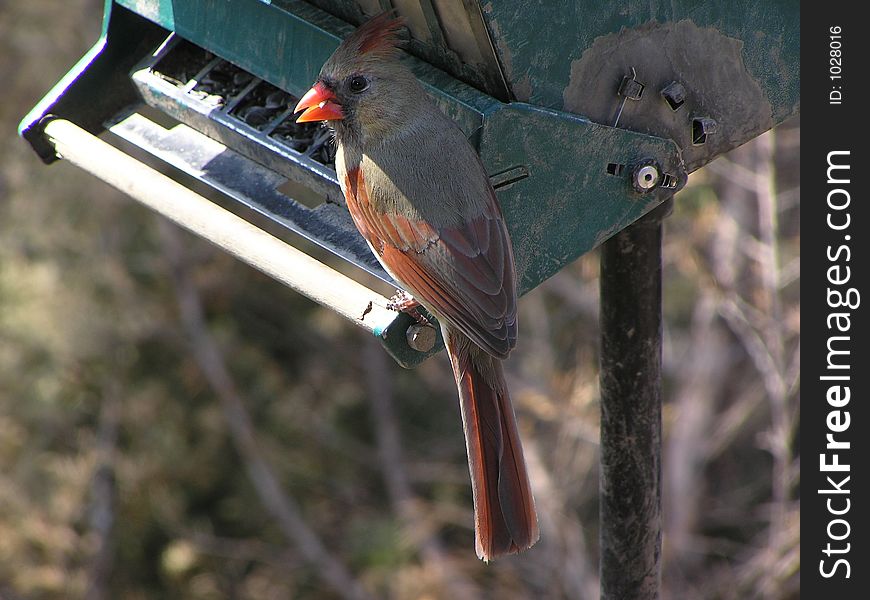 Female Cardinal pose #4. Female Cardinal pose #4