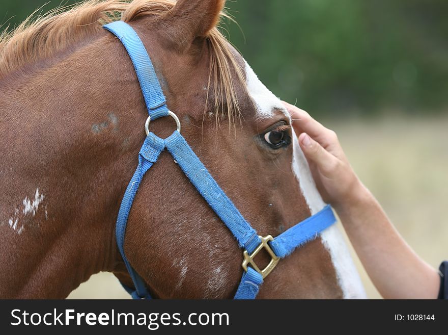 A horse with a person's hand on its forehead. A horse with a person's hand on its forehead.
