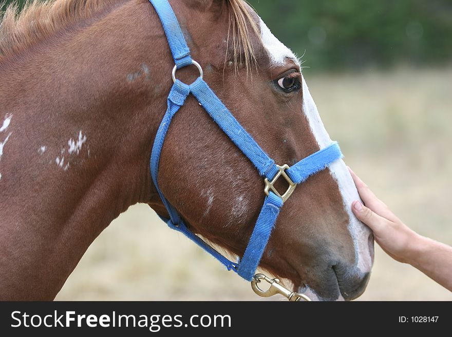 A gentle human touch on this horses nose. A gentle human touch on this horses nose.