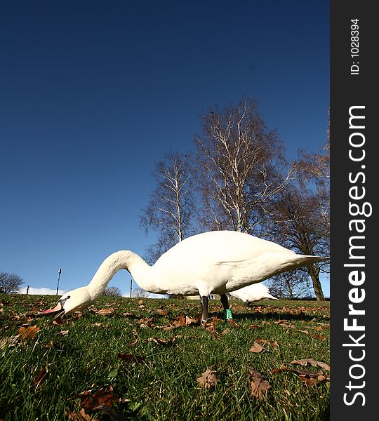 Swans walking