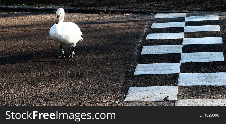 Swans walking