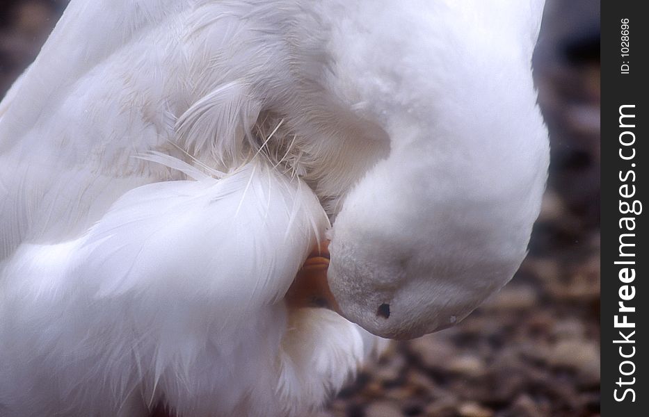 Swan cleaning itself. Swan cleaning itself