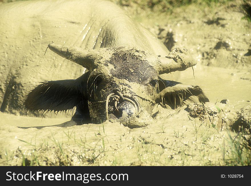 Buffalo cooling itself in a mud bath in Sulawesi in Indonesia. Buffalo cooling itself in a mud bath in Sulawesi in Indonesia