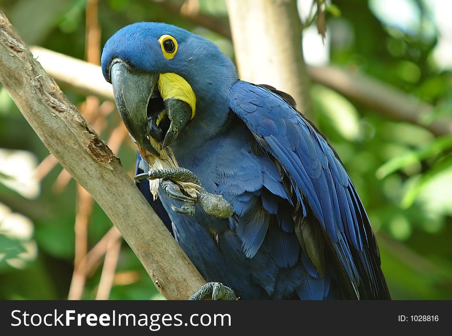 Blue parrot. Blue parrot
