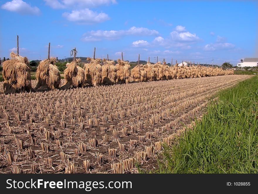 Autumn Rice Field