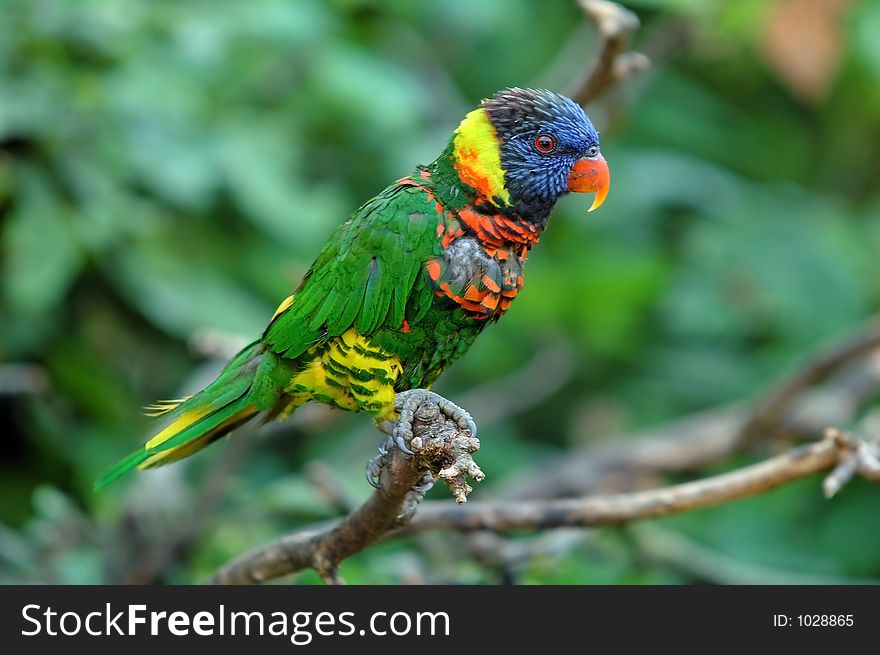 Multicoloured Lori Parrot