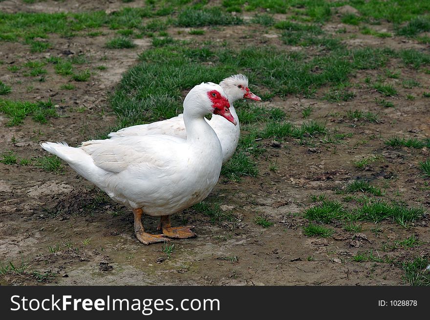 Two ducks in a farm