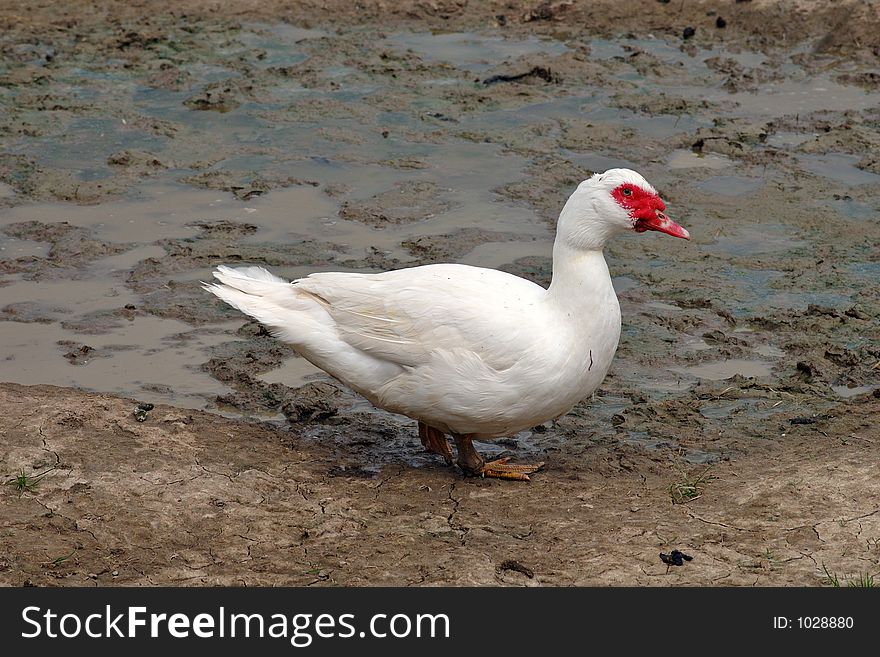 Duck on mud