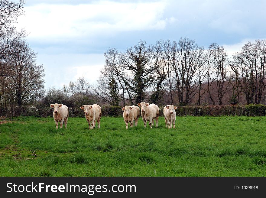 Five cows (Charolais) in a meadow - Berry – France