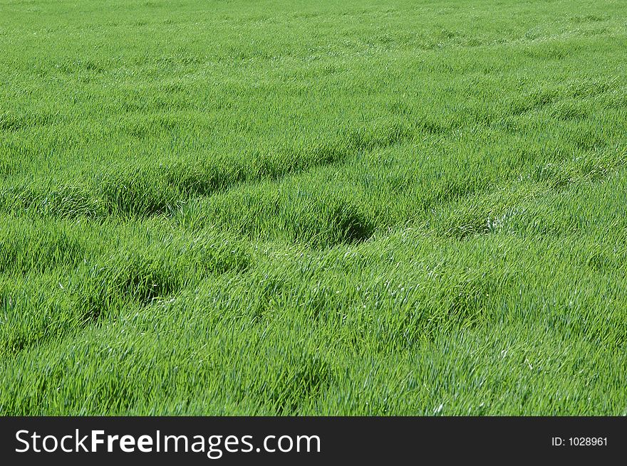 Diagonal In Grass