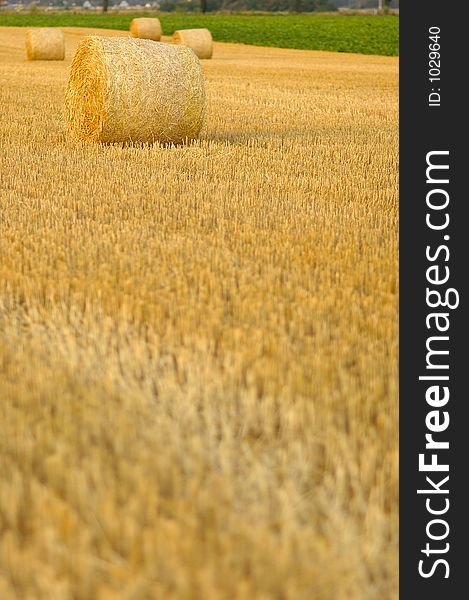 Hay bales on the field. Hay bales on the field