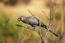 Grey-Go-Away Bird (Corythaixoides Concolor) Stock Photography