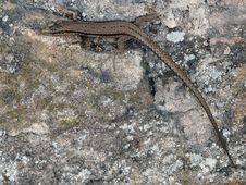 Little Lizard On A Rock Royalty Free Stock Image