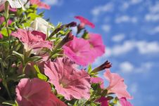 Pink Petunia On Sky Background Stock Image Pink Petunia On Sky Background Stock Image
