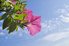 Pink Petunia On Sky Background Stock Photo Pink Petunia On Sky Background Stock Photo