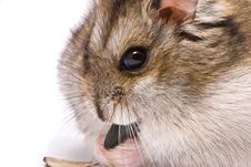 Dwarf Hamster Eat Sunflower Seed Stock Image